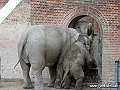 KBH zoo 190703 433